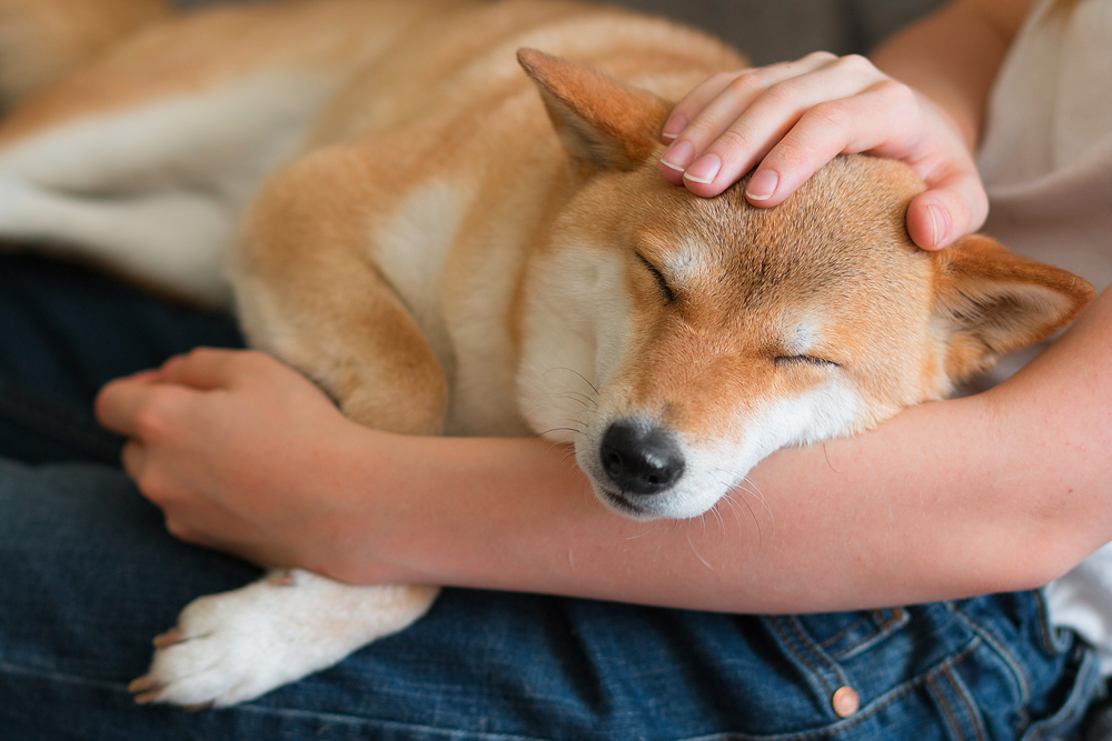 A woman gently petting a red Shiba Inu dog peacefully sleeping on her lap, capturing a serene and affectionate moment - Pet Surgery Jacksonville FL