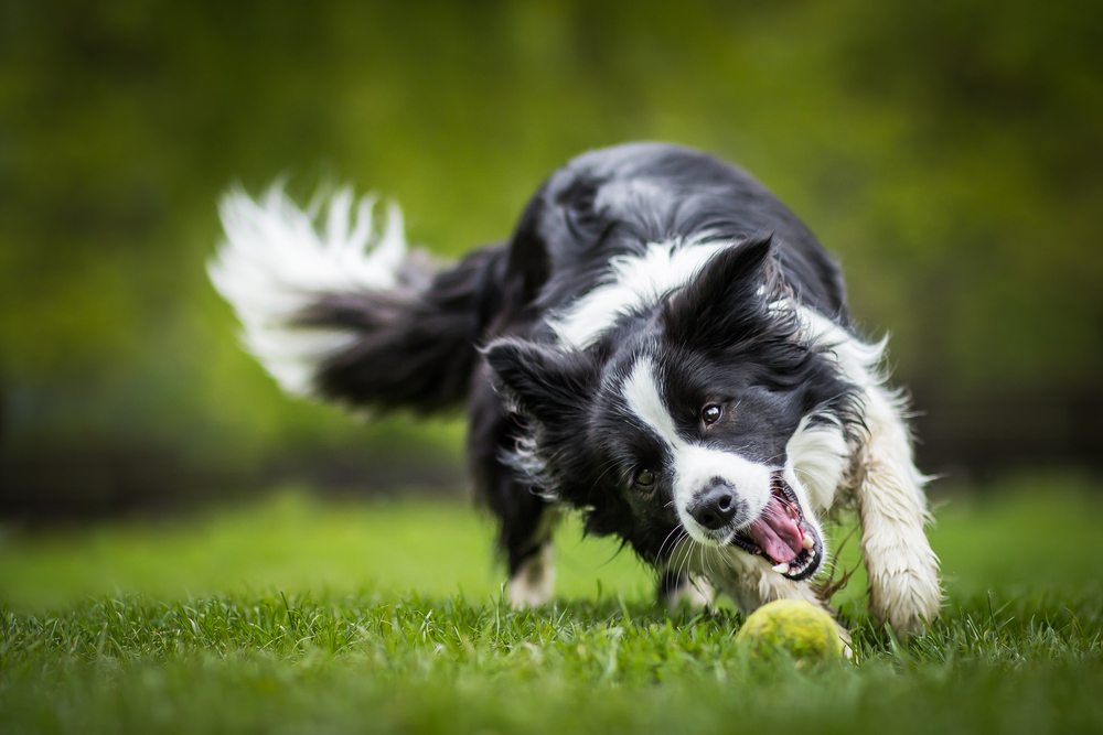 A black and white border collie enthusiastically playing with a tennis ball on the grass, demonstrating post-rehab agility - Pet Rehabilitation