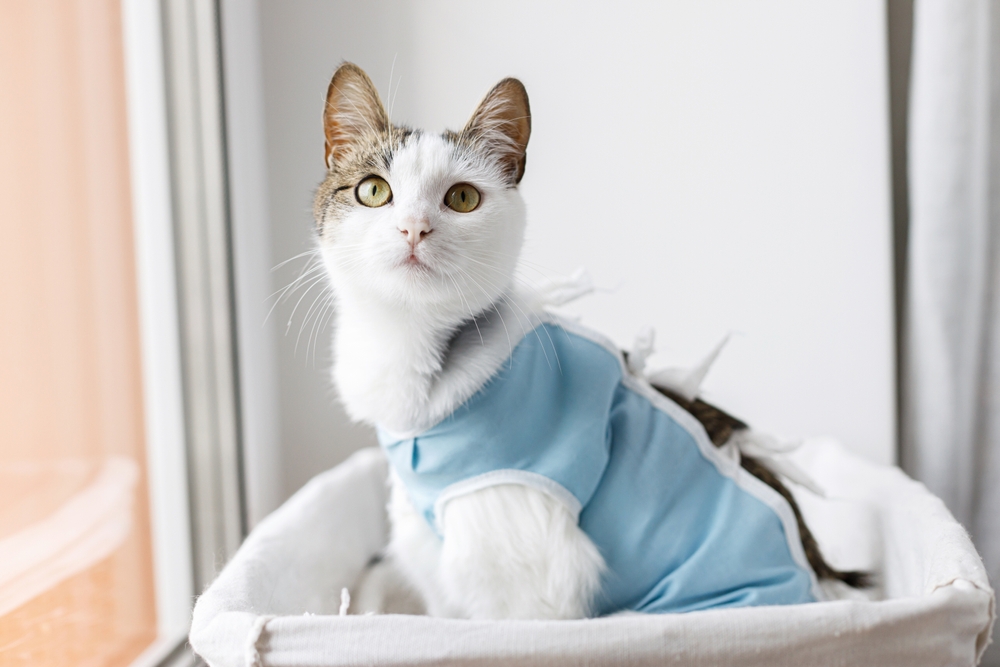 A fluffy cat wearing a special post-surgery recovery suit while healing after a spaying procedure - Pet Neurosurgery