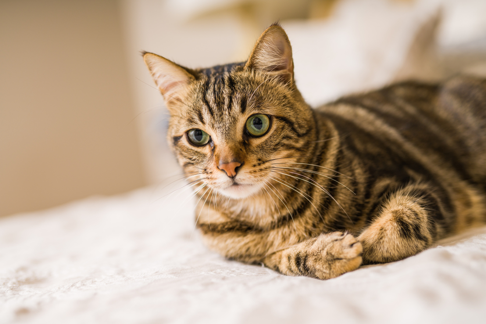Tabby cat resting calmly after receiving care at Emergency Vet Palatka FL A green-eyed tabby cat lies comfortably on a white bedspread, appearing calm and alert, representing a peaceful recovery after treatment from Emergency Vet Palatka FL