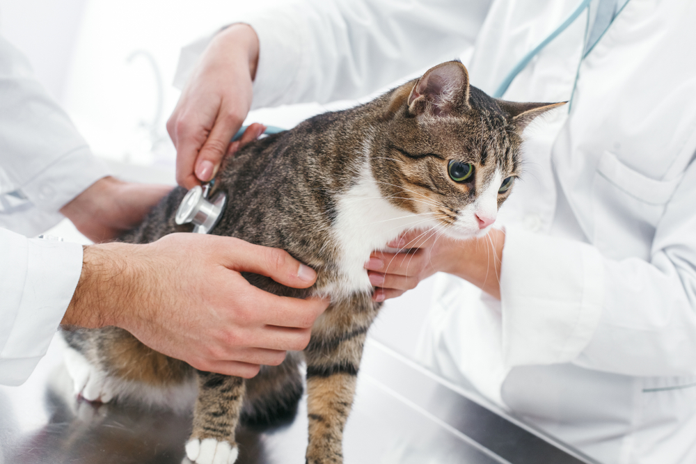 A tabby and white cat is being examined with a stethoscope by two veterinarians in white coats on a metal exam table, representing prompt medical attention at Emergency Vet St Augustine FL