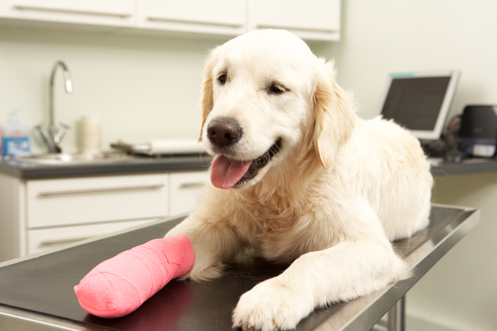 Golden Retriever with Pink Cast at Vet Clinic - Pet Orthopedic Surgery A happy golden retriever with a pink cast on its front leg lying on a veterinary exam table in a clinic - Pet Orthopedic Surgery