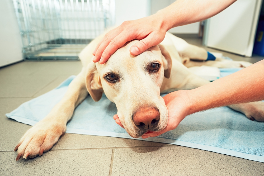 A light-colored Labrador retriever laying on a towel at a veterinary clinic, gently comforted by a pair of caring hands - Emergency Vet
