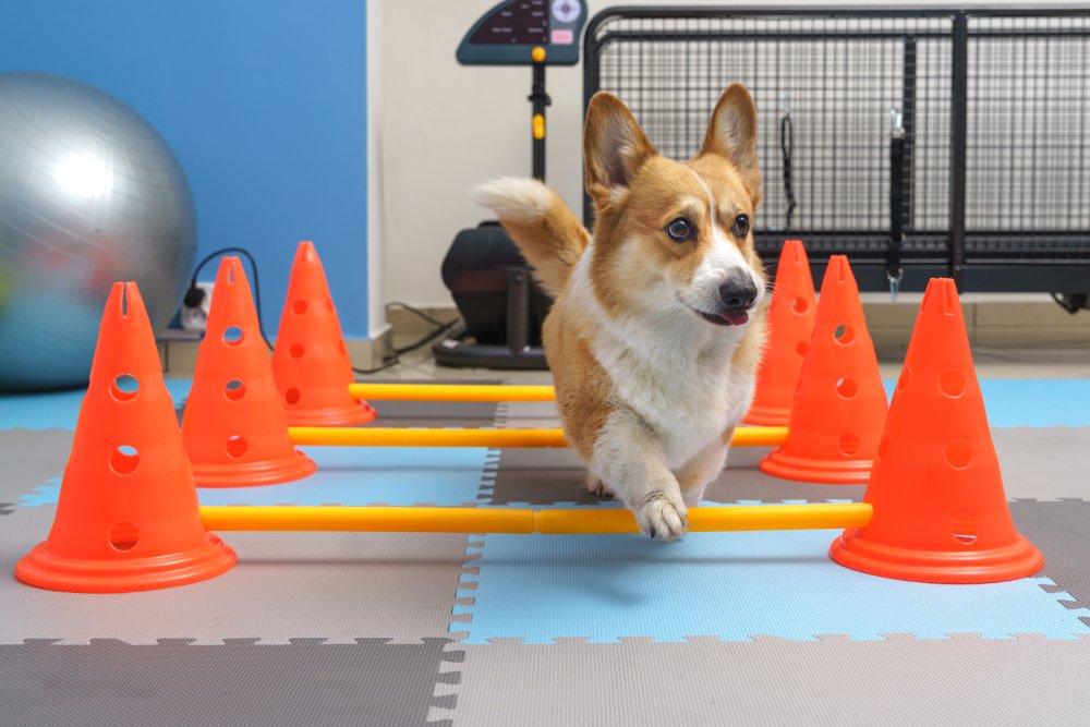 A corgi actively jumping over low agility bars set between orange cones during a physical therapy session in a rehab facility - Pet Rehabilitation 