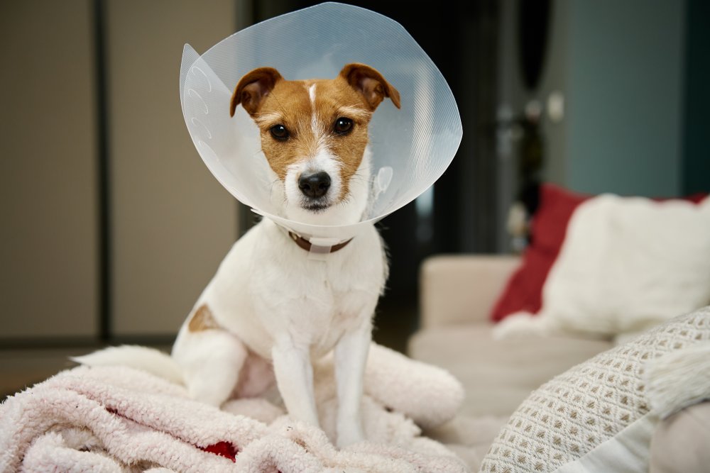 Jack Russell Terrier in Cone Collar Recovering on Bed - Post-Surgical Pet Care A small Jack Russell Terrier wearing an Elizabethan collar (cone) sitting on a cozy blanket at home, recovering from surgery - Post-Surgical Pet Care