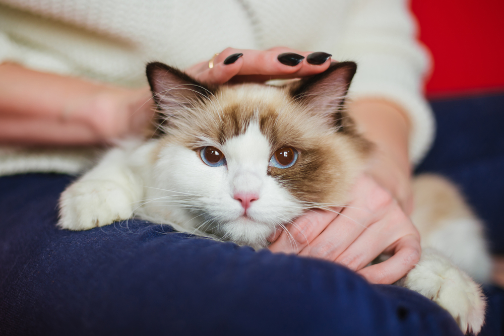 A veterinarian using a stethoscope to check a white cat during a clinical exam on a white background, emphasizing professional pet care - Emergency Vet St John’s