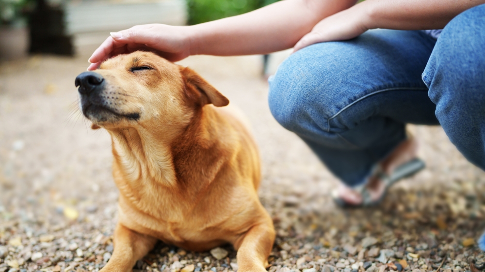 Dog Enjoying a Gentle Head Pat Outdoors - Emergency Vet Palm Coast A relaxed brown dog sitting on gravel with its eyes closed as a person in jeans gently pats its head, showing trust and calmness - Emergency Vet Palm Coast
