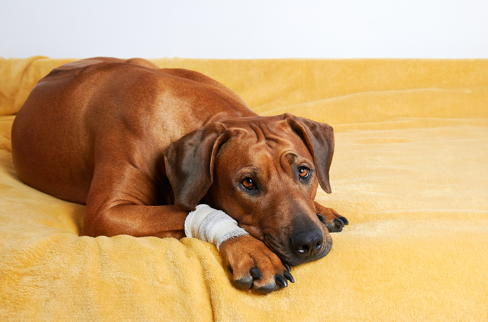 Injured Dog Resting After Surgery - Pet Orthopedic Surgery Keyword mentioned A brown dog with a bandaged paw lying on a yellow blanket, appearing calm and recovering from a procedure - Pet Orthopedic Surgery