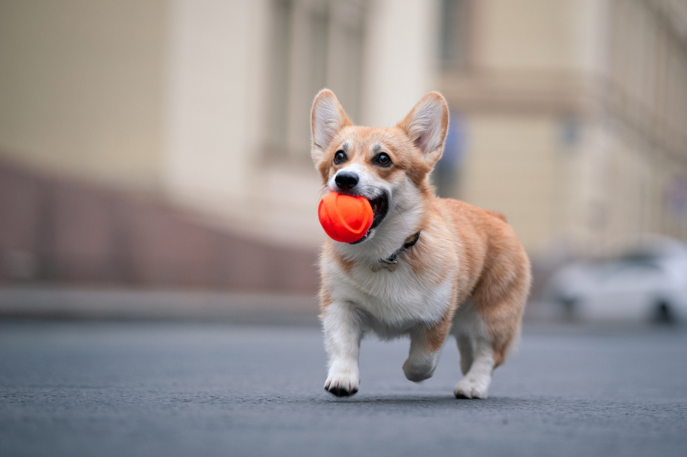 A cheerful corgi running on pavement with a bright orange ball in its mouth, showcasing strength and mobility - Pet Rehabilitation