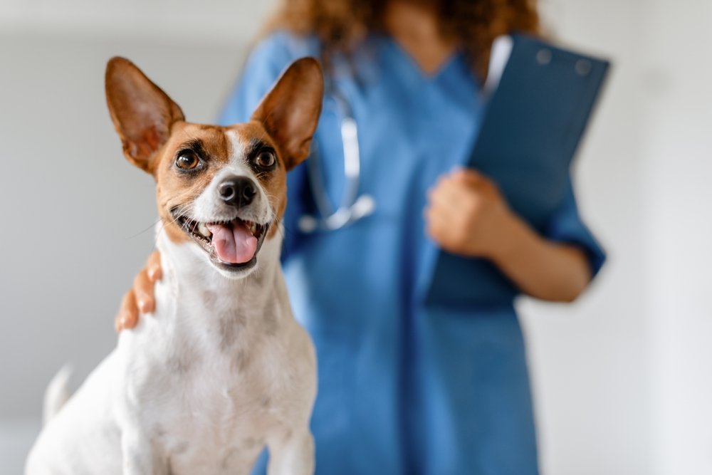 A cheerful Jack Russell Terrier sits on an exam table with a smiling expression, while a veterinary professional in blue scrubs holds a clipboard in the background, representing care at Emergency Vet Fleming Island
