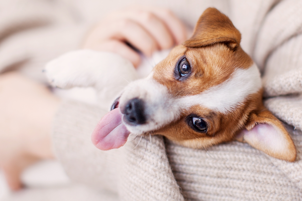 A small dog mid-yawn while staring directly at the camera, highlighting both personality and vulnerability in a candid moment - Pet Surgery Jacksonville FL