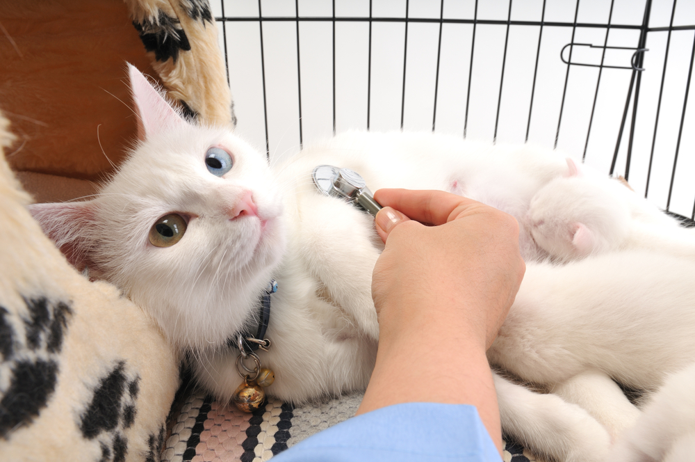 A veterinarian using a stethoscope to check a white cat during a clinical exam on a white background, emphasizing professional pet care - Emergency Vet St John’s