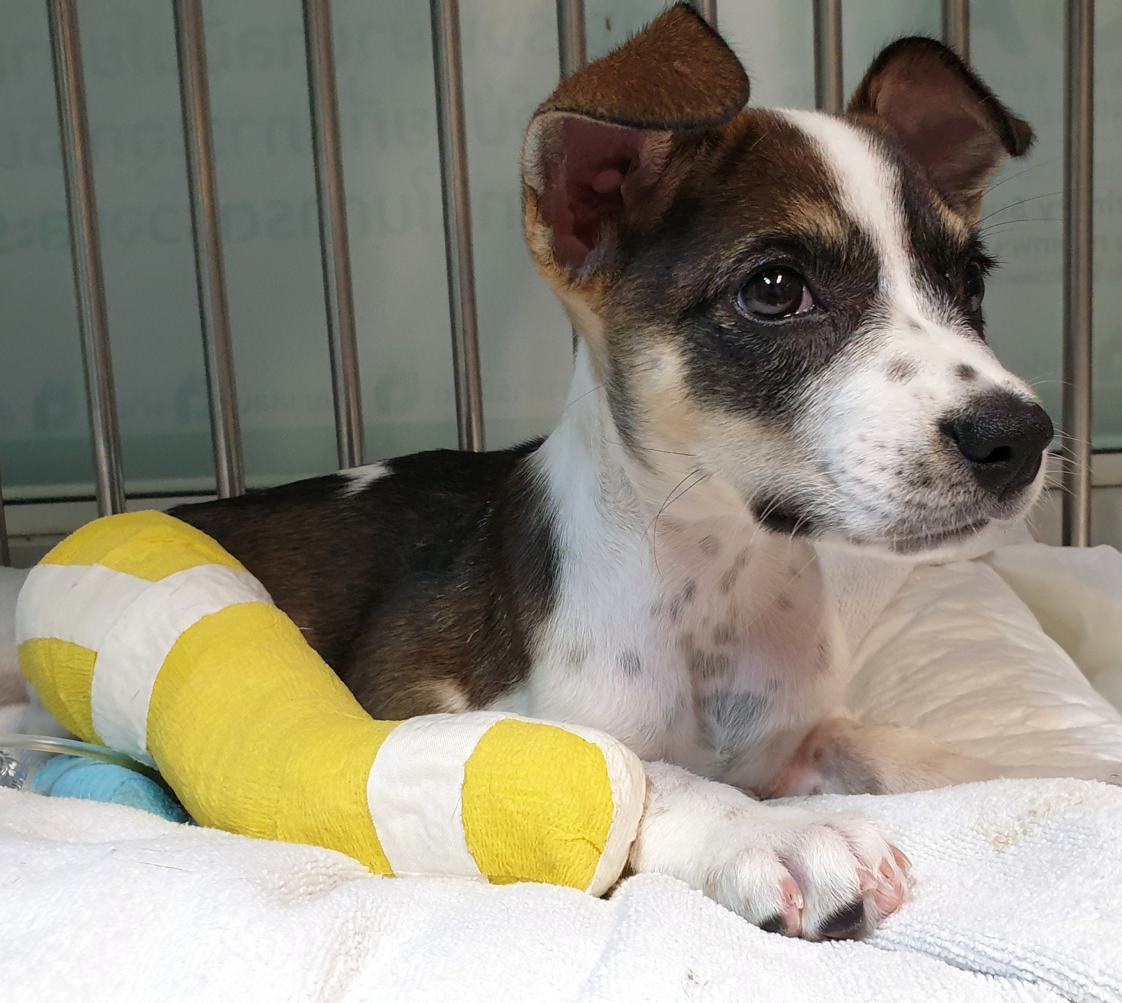 Injured Dog Resting in Cage After Procedure with Colorful Bandage - Pet Orthopedic Surgery A sick dog with a vibrant bandage lies inside a cage at an animal shelter recovering from an orthopedic surgery operation - Pet Orthopedic Surgery