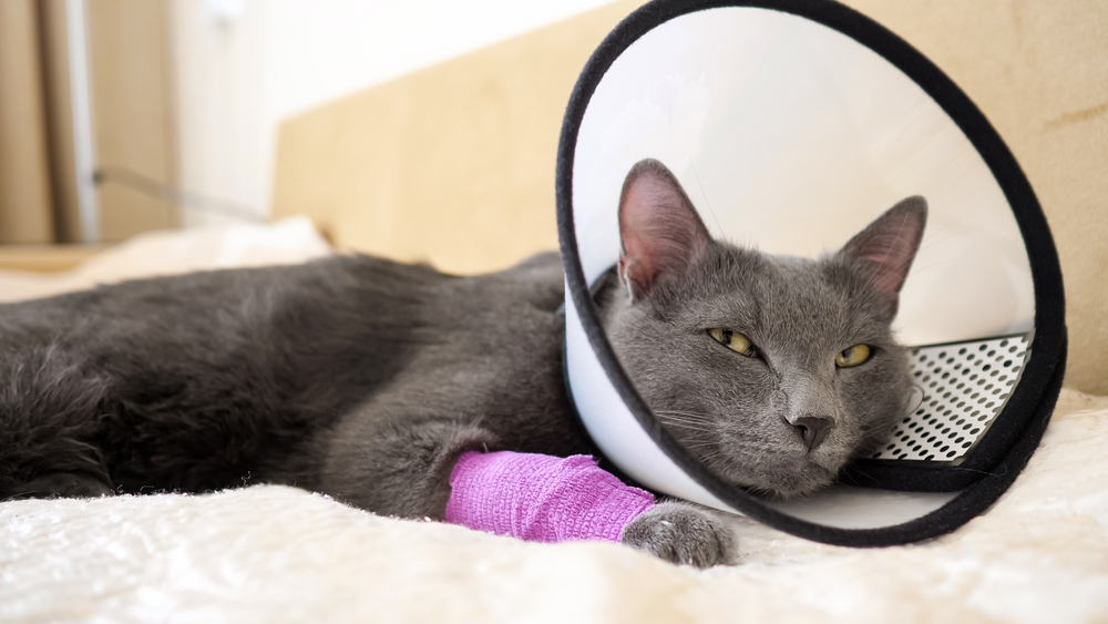 Grey Cat Resting in Cone with Bandaged Leg - Post-Surgical Pet Care A grey cat lying on a bed with a purple bandage on its front leg and wearing a cone collar after surgery - Post-Surgical Pet Care