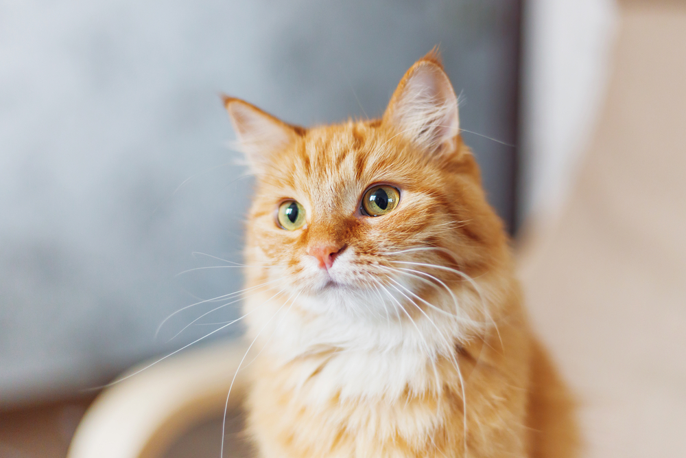 A bright-eyed orange tabby cat with long fur looking attentively into the distance, photographed indoors with soft lighting - Emergency Vet