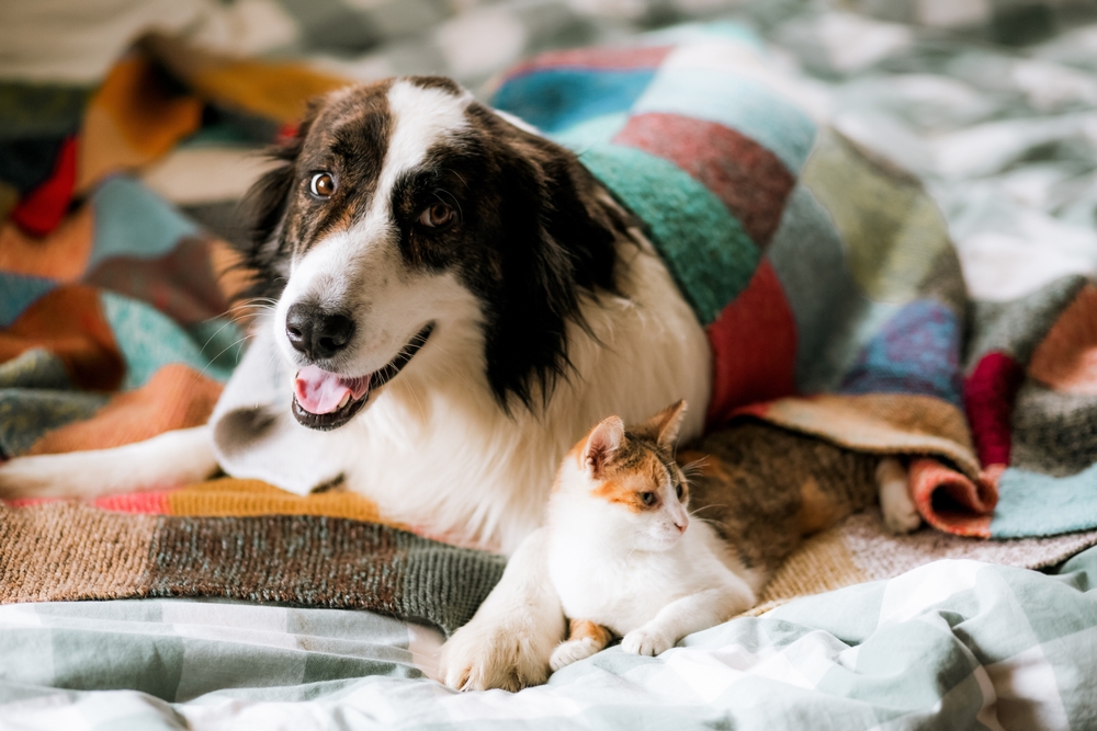 Dog and Cat Resting Under a Blanket - EcoVets Specialists & ER A happy black-and-white dog and a relaxed calico cat cuddle together on a bed, partially covered by a colorful patchwork blanket, with soft natural light illuminating the scene. - EcoVets Specialists & ER