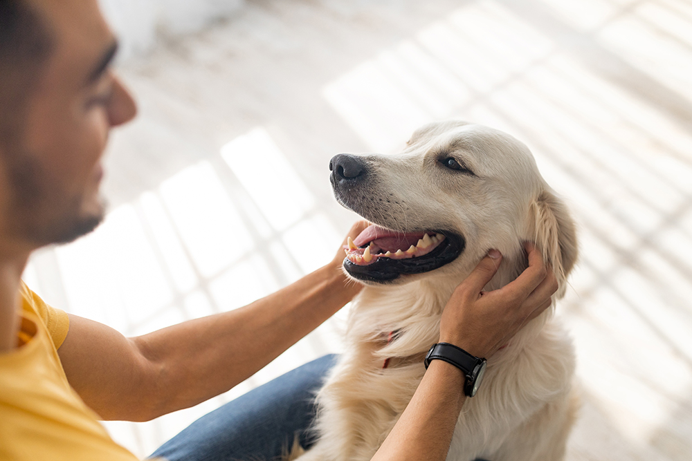 Man Bonding with His Dog - EcoVets Specialists & ER A man in a yellow shirt sits on the floor, gently holding his golden retriever’s face as they share a happy moment, with sunlight streaming through a nearby window. - EcoVets Specialists & ER