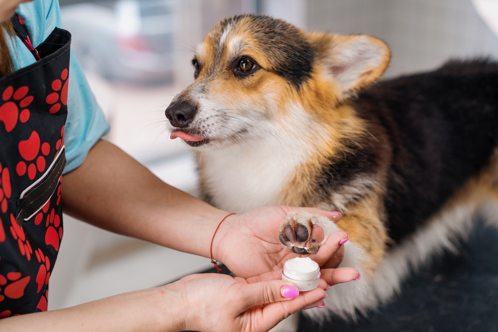 A tricolor Corgi dog sticking out its tongue while a vet applies cream to its paw during a treatment session - Emergency Vet