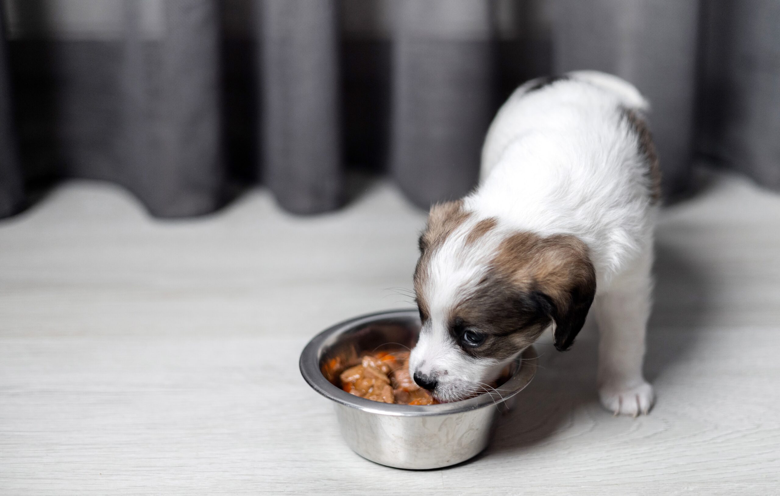 Jack Russell Terrier in Cone Collar Recovering on Bed - Post-Surgical Pet Care