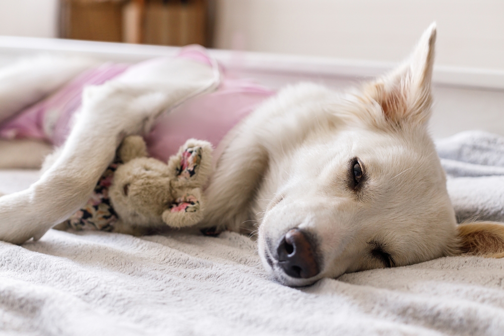 A small white dog sleeping soundly on a soft blanket after a successful veterinary surgical procedure - Pet Neurosurgery