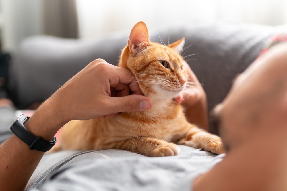 An orange tabby cat lies contentedly on a person's chest as they gently scratch its neck, capturing a peaceful moment that could follow treatment from Emergency Vet Fleming Island